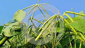 Vigna radiata green gram munggo fruits photo